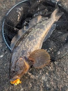 アブラコの釣果