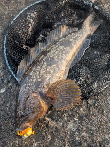 アブラコの釣果