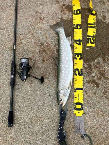 アメマスの釣果