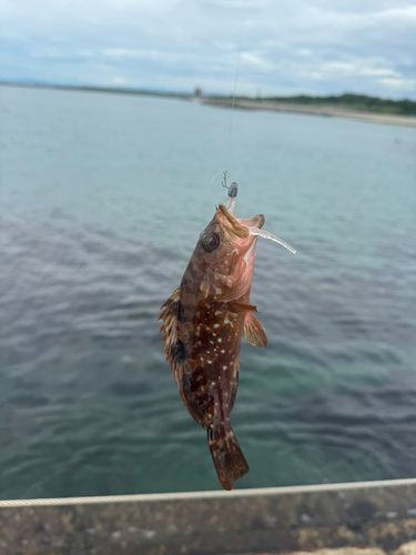 キジハタの釣果