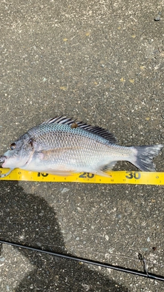 キビレの釣果
