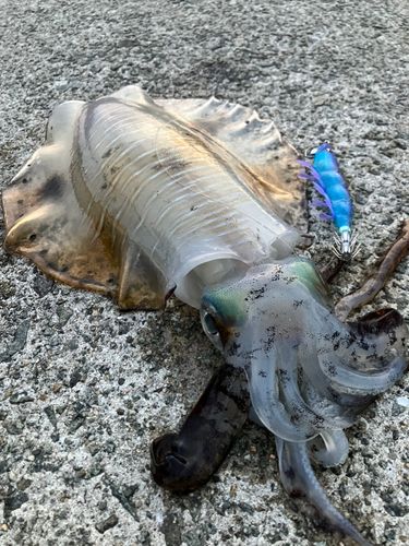アオリイカの釣果