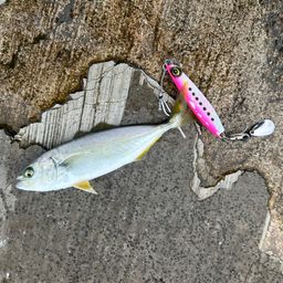 モジャコ