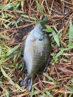 ブルーギルの釣果