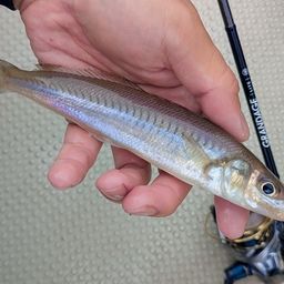 シロギス