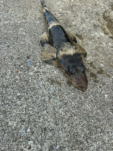 ワニゴチ