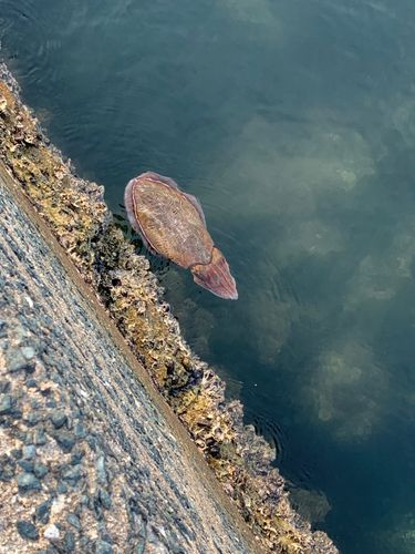 モンゴウイカの釣果