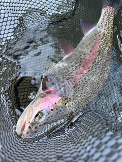 ニジマスの釣果