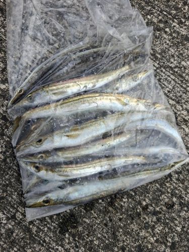 アカカマスの釣果