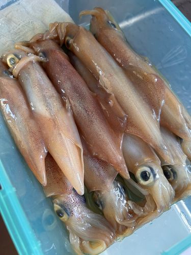 ケンサキイカの釣果
