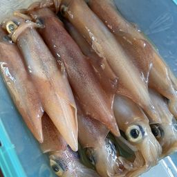 ケンサキイカ