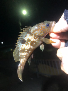 アコウの釣果