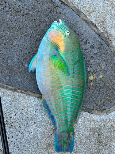 スジブダイの釣果