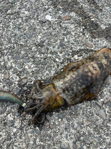アオリイカの釣果