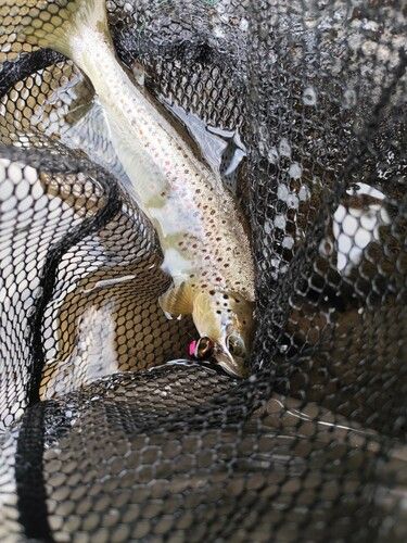 ブラウントラウトの釣果