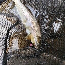 ブラウントラウト