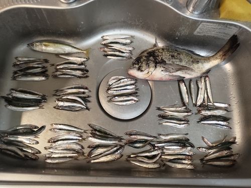カタクチイワシの釣果