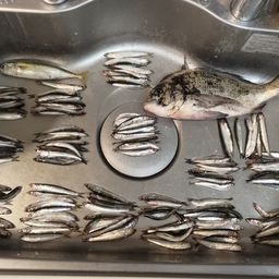 カタクチイワシ