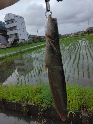 ナマズの釣果