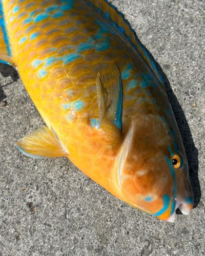 ヒブダイの釣果