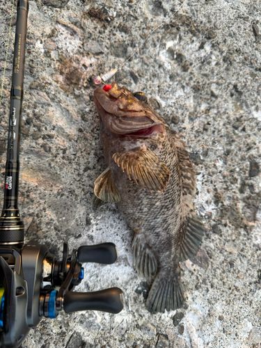 ハチガラの釣果