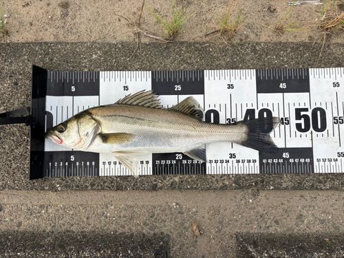 セイゴ（マルスズキ）の釣果
