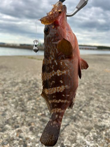 キジハタの釣果