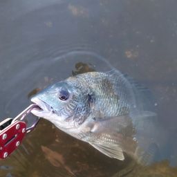 クロダイ