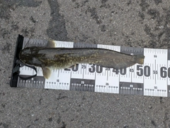 マナマズの釣果