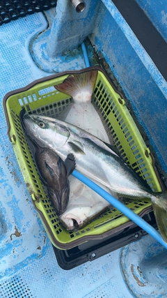 ヒラメの釣果