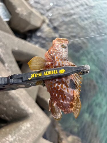 キジハタの釣果