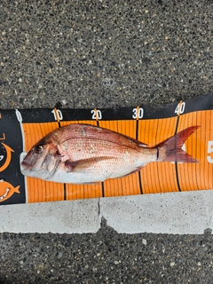 マダイの釣果