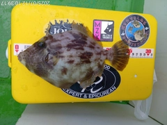 カワハギの釣果