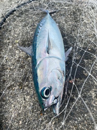 ソウダガツオの釣果