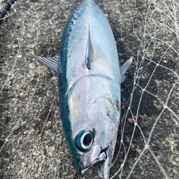 ソウダガツオ