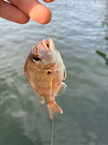 チャリコの釣果