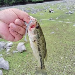 ラージマウスバス