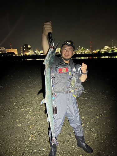 ダツの釣果