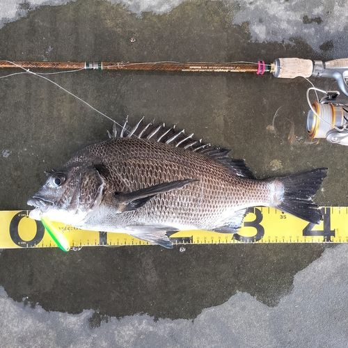 クロダイの釣果