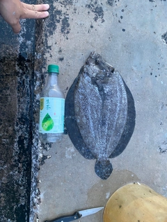 カレイの釣果