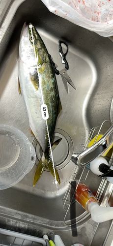 ガンドの釣果