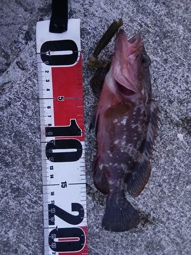 キジハタの釣果