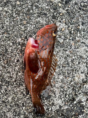 キジハタの釣果