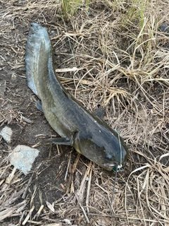 ナマズの釣果