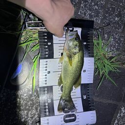 ブラックバス