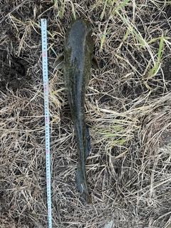 ナマズの釣果