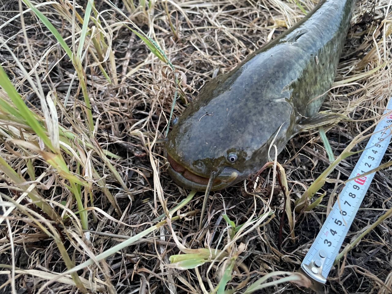 ナマズ