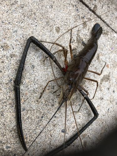 テナガエビの釣果