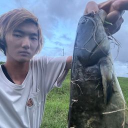 マナマズ