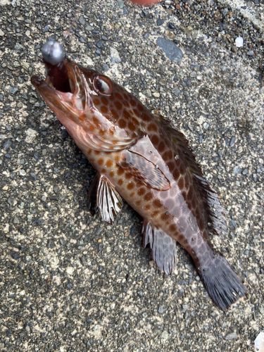 オオモンハタの釣果
